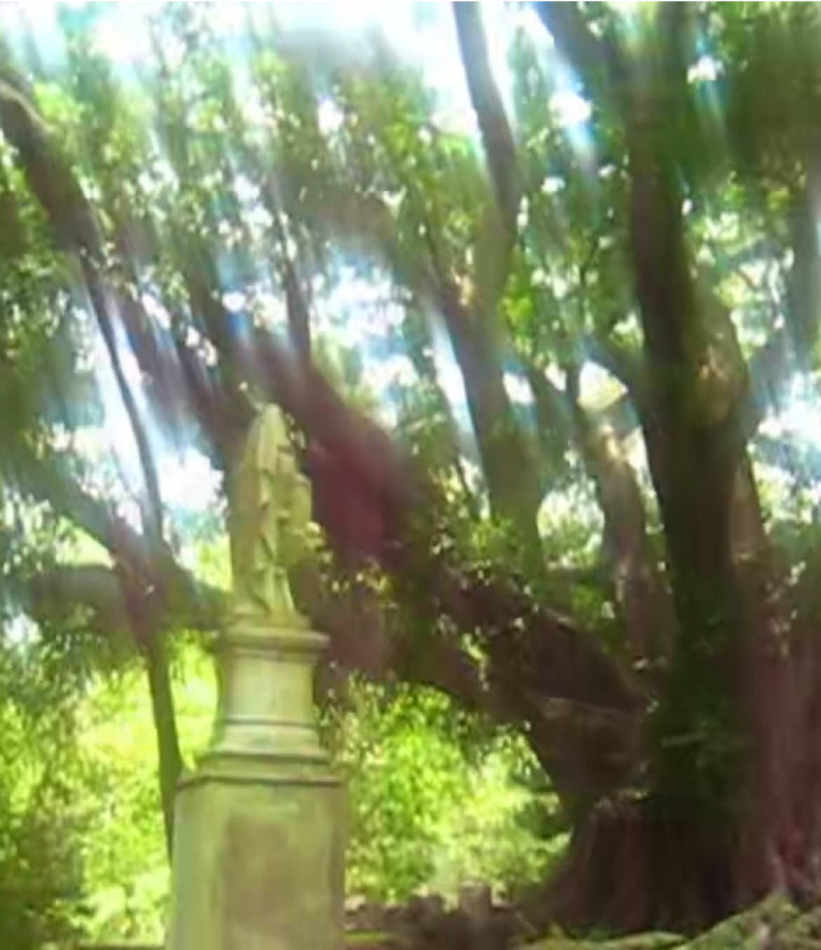 #digicam #digitalcamera #pointandshoot #oldcamera #videodiary #nostalgia #memories #nature #early2000s #trees #cemetery #graveyard 
