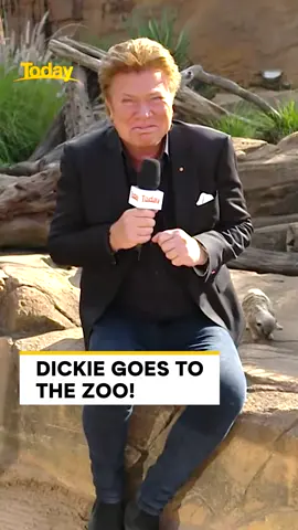 Dickie or David Attenborough? 🤔 😂 🦁 #9Today #tarongazoo 