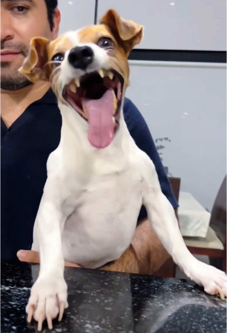 Dogs laughing#dog#funny#funnyanimals#funnypets#animals #dogsofttiktok #pet #foryou #longervideos