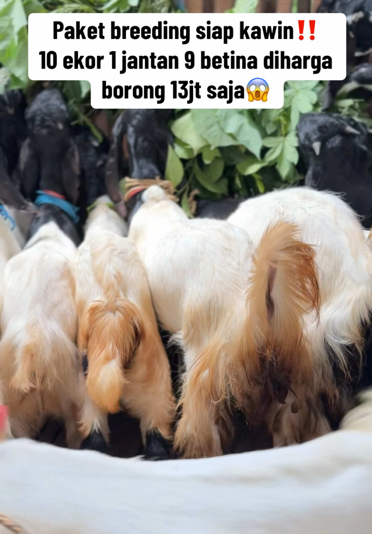 Ready paket breeding etawa siap kawin diharga super ekonomis😱 . . #mudajayafarmponorogo #sobatngarit #peternakindonesiajawatimur #peternakkambingindonesia #peternakjawabarat #kambingkontes #kambingbligon #fyppppppppppppppppppppppp #peranakanetawa #kambingpekaligesing #kambingjantan #peternaksapimudaindonesia #peternakjawatimur 