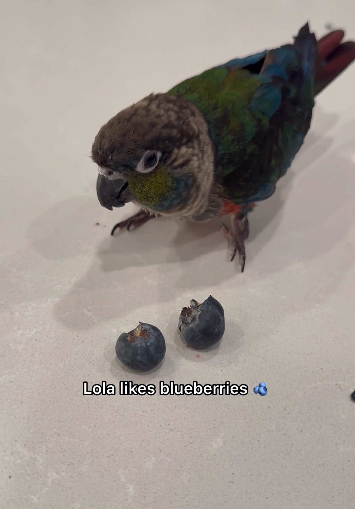 We have a houseguest ❤️ #lola #conure #bird #parrot 