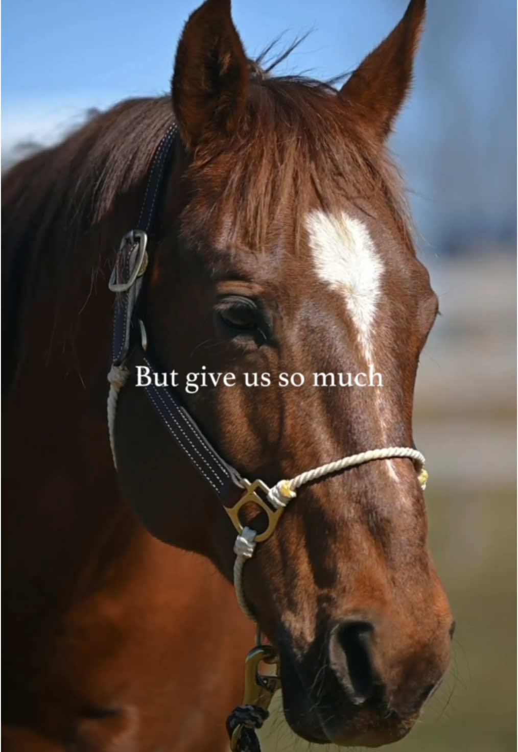 They really do 🥹🫶🏼 Featured Halter: Leather Lariat Hybrid Halter ✨ 🎥: @TaylorLedgerwoodPhotography  #Thehorseeducationcompany #hybridhalter #lariat #equine #western #english #horsesoftiktok #barrelracer #barrelracing #barrelhorse #dressage #dressagehorse #dressagerider #showjumping #hunterjumper #showjumper #ropehorse #teamroping #rodeo 