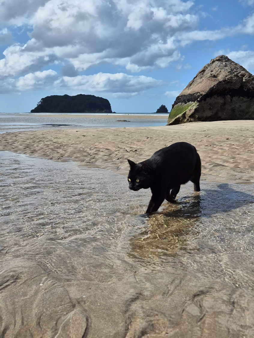 New Zealand beach, sun and a black cat #whangamata #fyp #blackcat #viral #creatorsearchinsights 