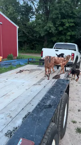 It’s Kayce’s world and we’re just living in it 🤣 #homesteading #homestead #farmlife #homesteadlife #gardening #homesteadinglife #farm #homesteader #backyardchickens #chickens #growyourownfood #countryliving #garden  #farming #countrylife #homesteadersoftiktok #hobbyfarm #homegrown #permaculture #smallfarm #farmher #growyourown #sustainableliving #selfsufficient #farmtotable #organicgardening #crazygoatlady #fresheggs #nature #viralvideo #fyp #trending 