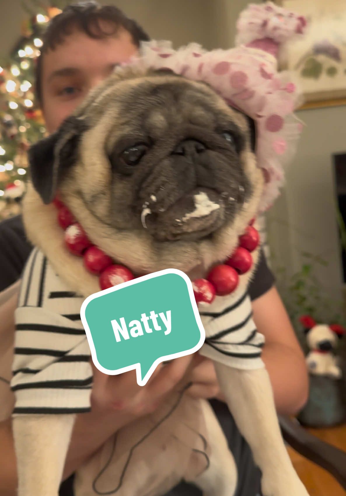 Happy 7th Birthday to our CRAZY Russian, Natty…..WOOF!!🥳🎈🎈🎈🎈🎈🎈🎈