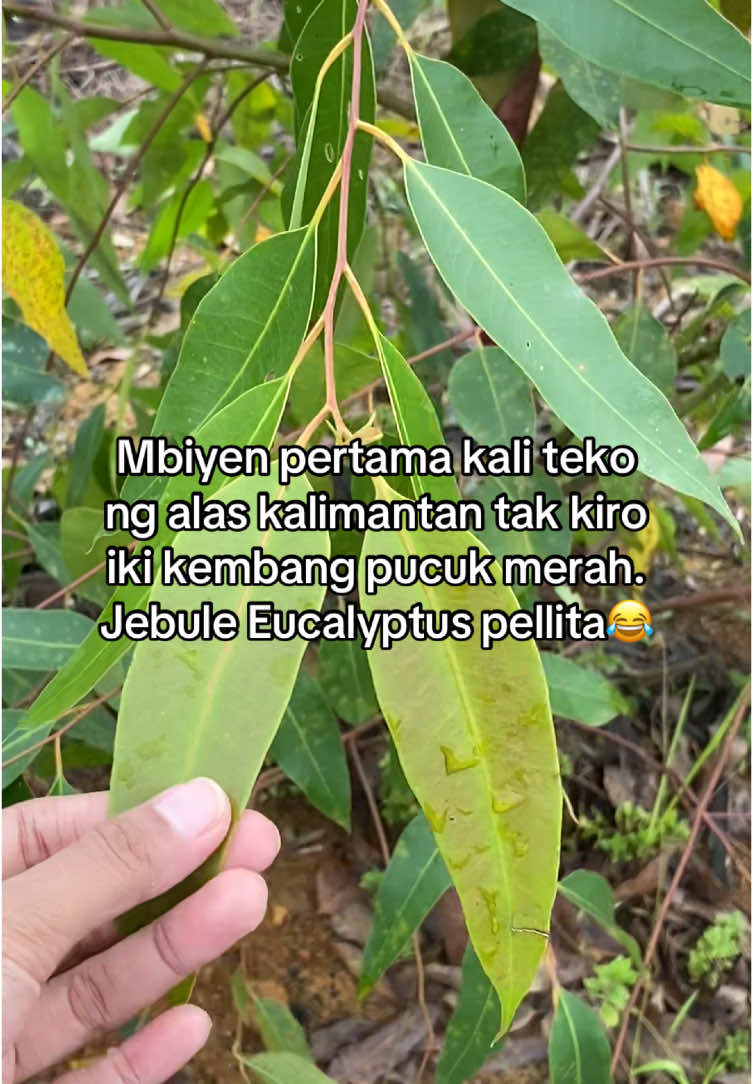 La godonge enek abang-abange i🤣 #kalimantan #pangkalanbun #eucalyptus #kotawaringinbarat 