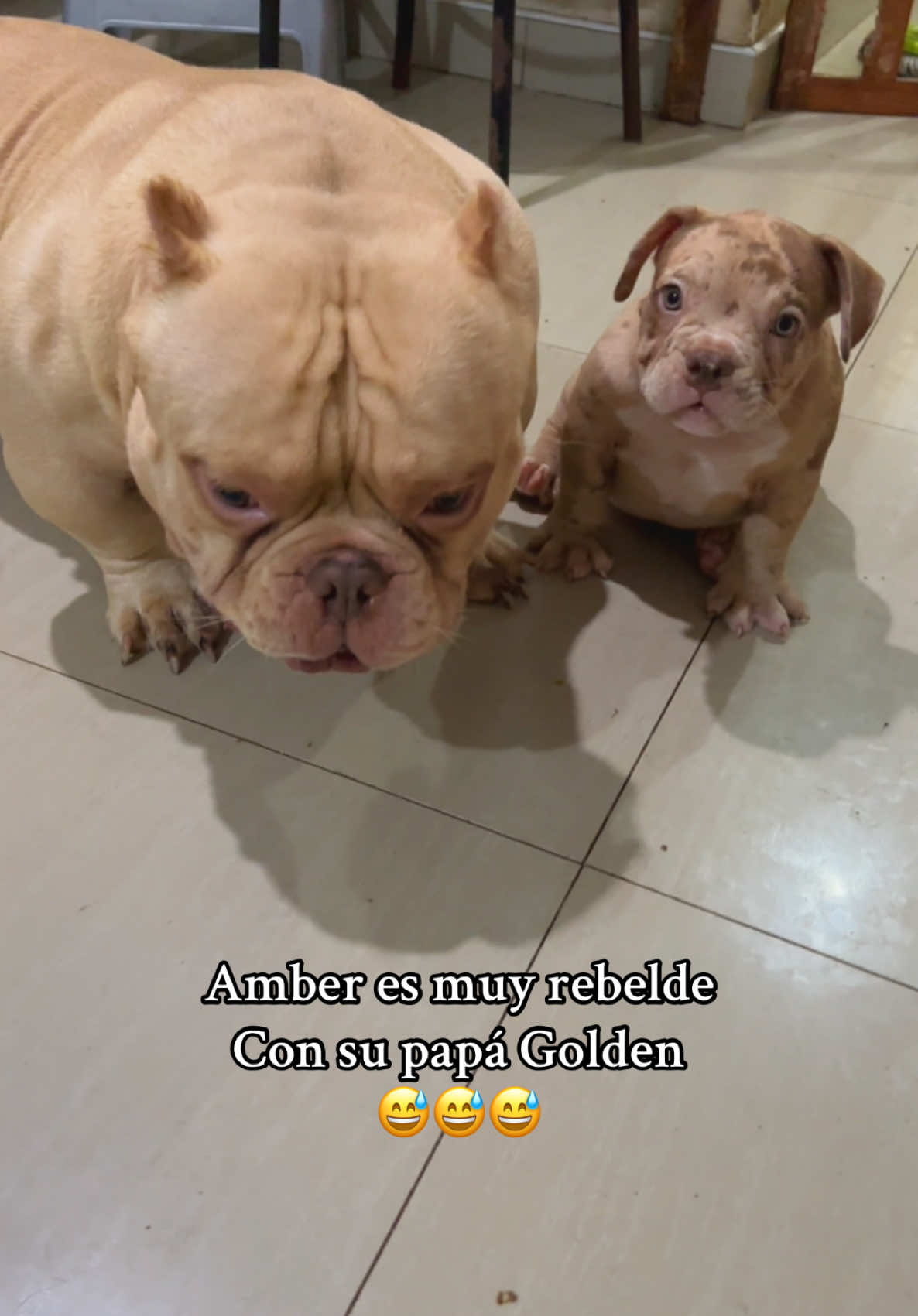 Golden le tiene mucha paciencia a su Goldencita 😍 #microexoticbully #exoticbully #amorperruno #crianzaresponsable #petsfriendly #bebestiktoks #crianzaresponsablebulls #amor #golden #dog #viper #lamole #can #bully #contenido #engreido #chocolate #merle #merlebully 