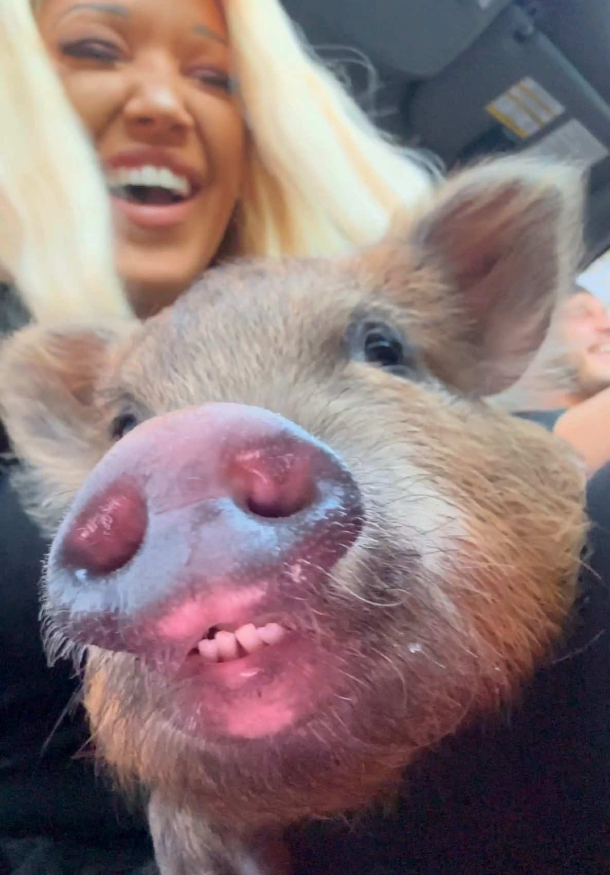 Our lil’ rescue pig-ster, Polly Pocket, had her first ever @Ulta Beauty experience! 💄🐽 @Marcus Tinsley @jaceytinsley  #piglet #babyanimals #rescueanimals #foryou #funnypet #adayinthelife