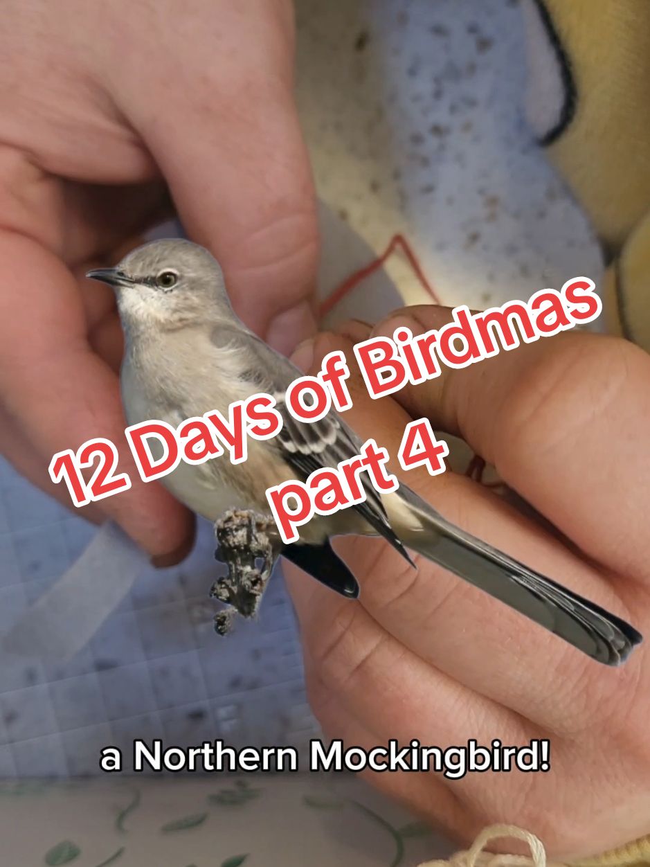 Fun fact as a child my cousins and I found a baby mockingbird like once a year for 3 years straight and I believed one would visit me all the time even though I'm sure we just had a lot of Mockingbirds in our neighborhood 😅 #birdwatching #birding #12daysofbirdmas @Merlin Bird ID app 