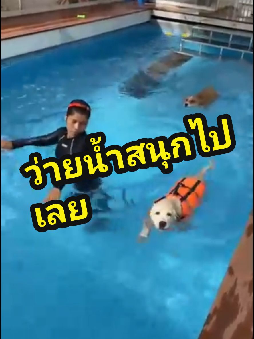 ปล่อยพลังหมด 1 วัน แฮปปี้มาก ถึงบ้านหลับเลย 🐶🐾 #bubba #labrador #puppy #swimming #dogpool #doglife #fyp #pov #dogsoftiktok #dogs  #doggyandbuddyekkamai