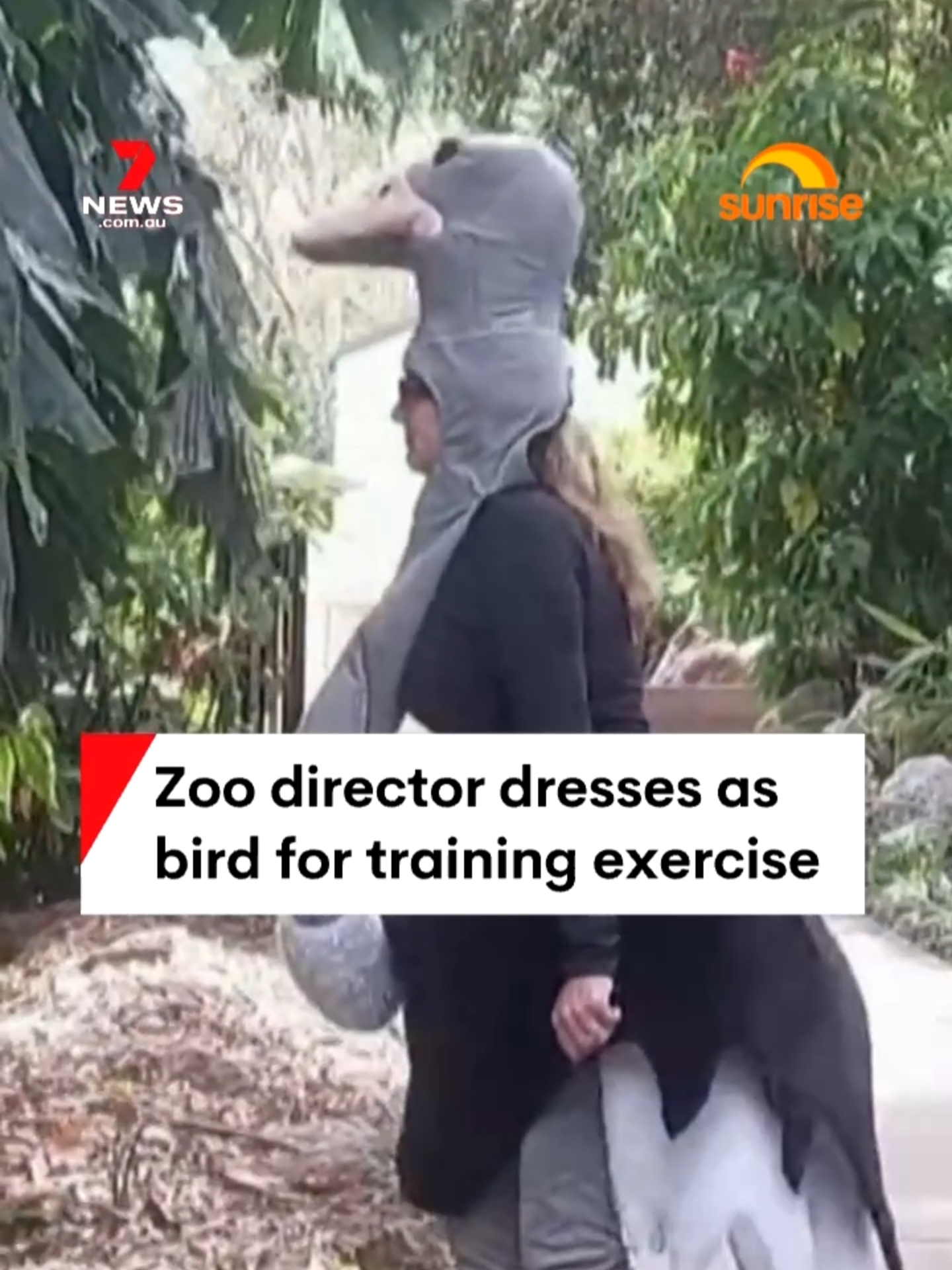 A 'down to earth' Queensland zoo director has gone above and beyond her call of duty, dressing up in an ostrich costume to train her staff on how to wrangle a getaway cassowary.  #zoo #dressup #escape #bird #Queensland #7NEWS