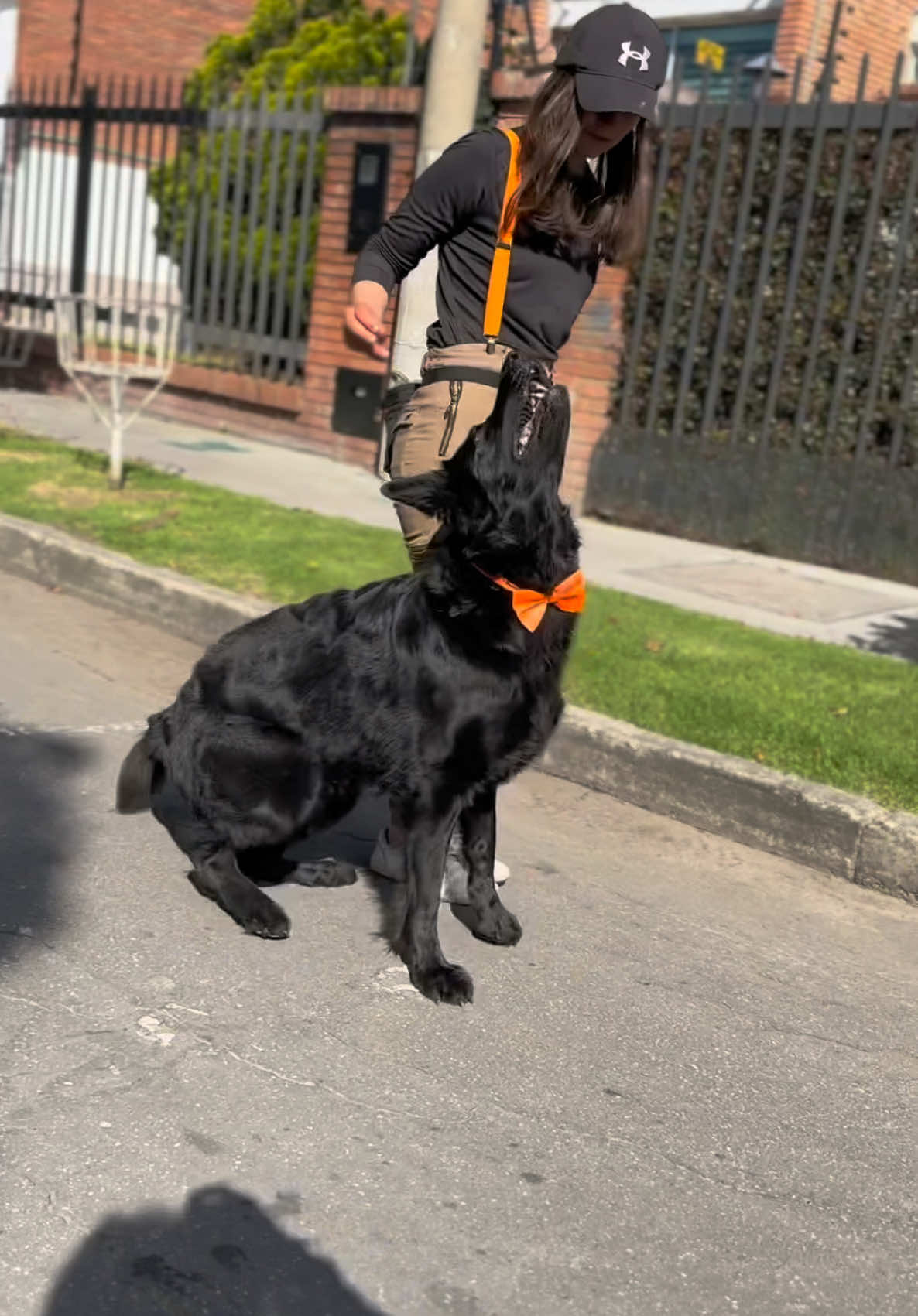 ✨ Te amo como no he amado a nadie en mi vida ✨  Ónix ❤️‍🔥 por siempre tu  #doglover #anaishi_onix #blackgsd #onix_the_black_gsd