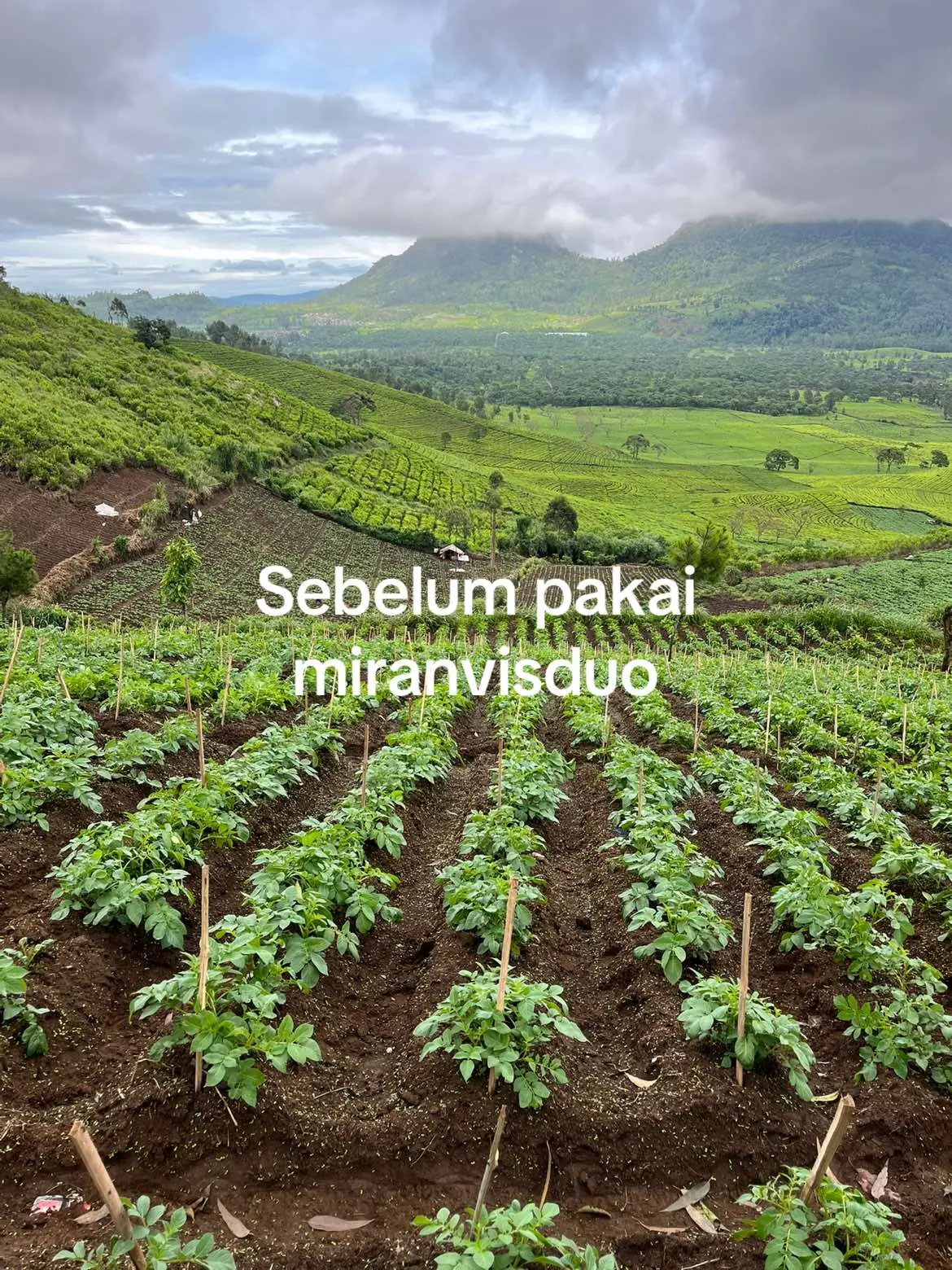 Daun lebih mengkilat sama sehat🤩#petanimuda #petanimilenial #petaniindonesia🇮🇩🇮🇩🇮🇩🌿🌿 #petanikentang 