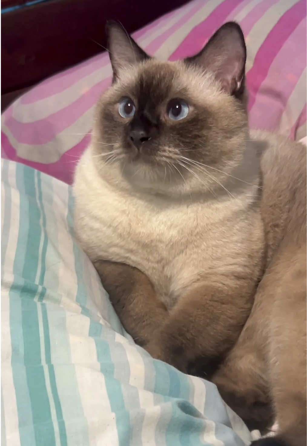 Cuteness overload. Sobrang nakakagigil ka talaga Dior 🥹#fyp #catsoftiktok #siamese #foryou 