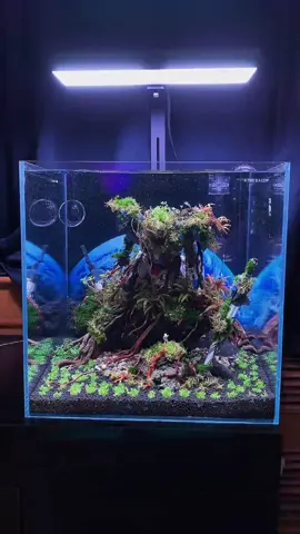 PG 00 Raiser Aquarium 老李做的小鱼缸#gundam #gundamcommunity #fishtank