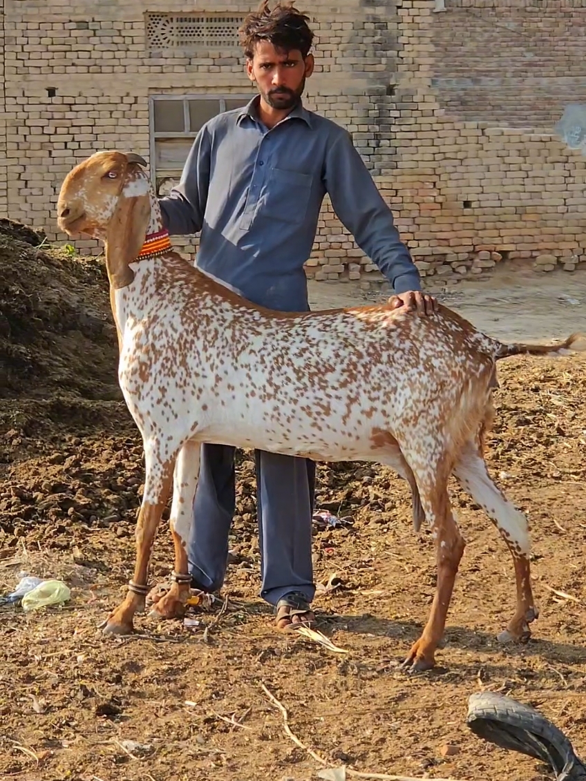 الحمدللہ#CapCut #makhicheenigoat #MashaAllah #halal #rizq #foryoupage❤️❤️ 