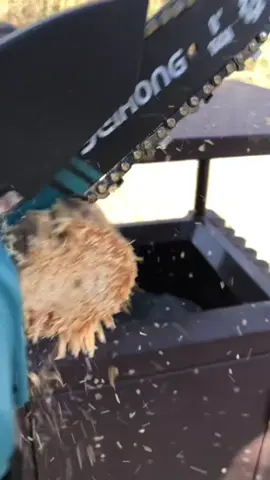 Chainsaw for $39 slice tress gifts like butter #tiktokshop #alloymantools #tiktokfinds #alloyman #tiktokshopholidayhual #minimotosierra #motosierra 