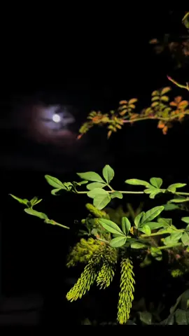 محبت تو دراصل وہ ہے جو میرے نبی نے کی ہے امت سے اپنی۔♥️✨ Follow insta account ( nadia_qureshi34) #aesthetics #moon #nightvibes #repost #naat #fypシ゚viral🖤video #fypシ゚viral🖤video #viralnaat @nature vibes🍃🫶🏻 #kashmirvibes #chand #naturevideography #natureasthetics 