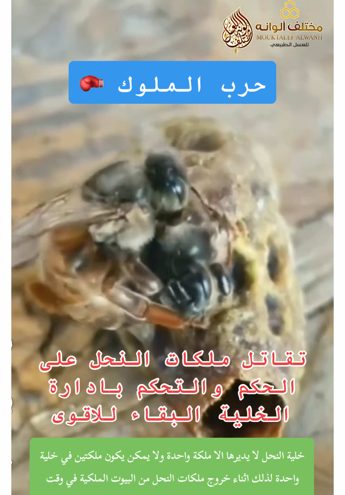 خلية النحل لا يديرها الا ملكة واحدة ولا يمكن يكون ملكتين في خلية واحدة لذلك اثناء خروج ملكات النحل من البيوت الملكية في وقت واحد اما ان تهرب احداها او ان يتقاتلون حتى تسيطر الاقوى وتتولى مقاليد الحكم في الخلية #حرب_الملوك #البقاء_للاقوى #ملكات_النحل #نحل #النحل #مناحل_مختلف_ألوانه_النموذجية 