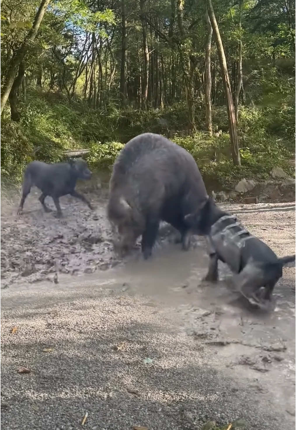 #wild #wildanimals #animalworld #wildlife #xuhuongtiktok #trending #fyp #viral #boar #dogs 