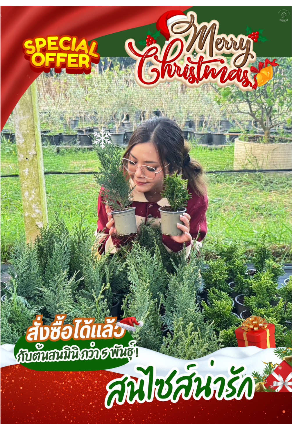 🎄 มาแล้วค่าา ต้อนรับเทศกาลคริสต์มาสแบบ คิ้ว คิ้วว 🎅🏼☃️  ✅ ครั้งแรกกับการนำเข้า ต้นสนไซส์น่ารักทั้งกระถาง  กว่า 5 สายพันธุ์กันเลยทีเดียว❗️ . . ❄️ไม้เมืองหนาวนำเข้าทั้งกระถาง  - ระบบรากแน่น แข็งแรง - ส่งตรงจากฟาร์มที่ฮอลแลนด์ -รับประกันสายพันธุ์แท้ 😘 . #ใครชอบสนสายพันธุ์_สนใจสั่งซื้อลองปลูกกันได้เลยครับ 🥰 . #NaturetGallery #ต้นสน #ต้นสนเลื้อย #จัดสวนสวย #garden #tiktokuni #tiktokgarden  #Chamaecyparisobtusa #christmas #ต้นสนคริสต์มาส #Chamaecyparis #PeltsBlue #Draht #Hibernica #NanaGracilis #บ้านและสวน #ปลูกต้นไม้ #เทรนด์วันนี้ 