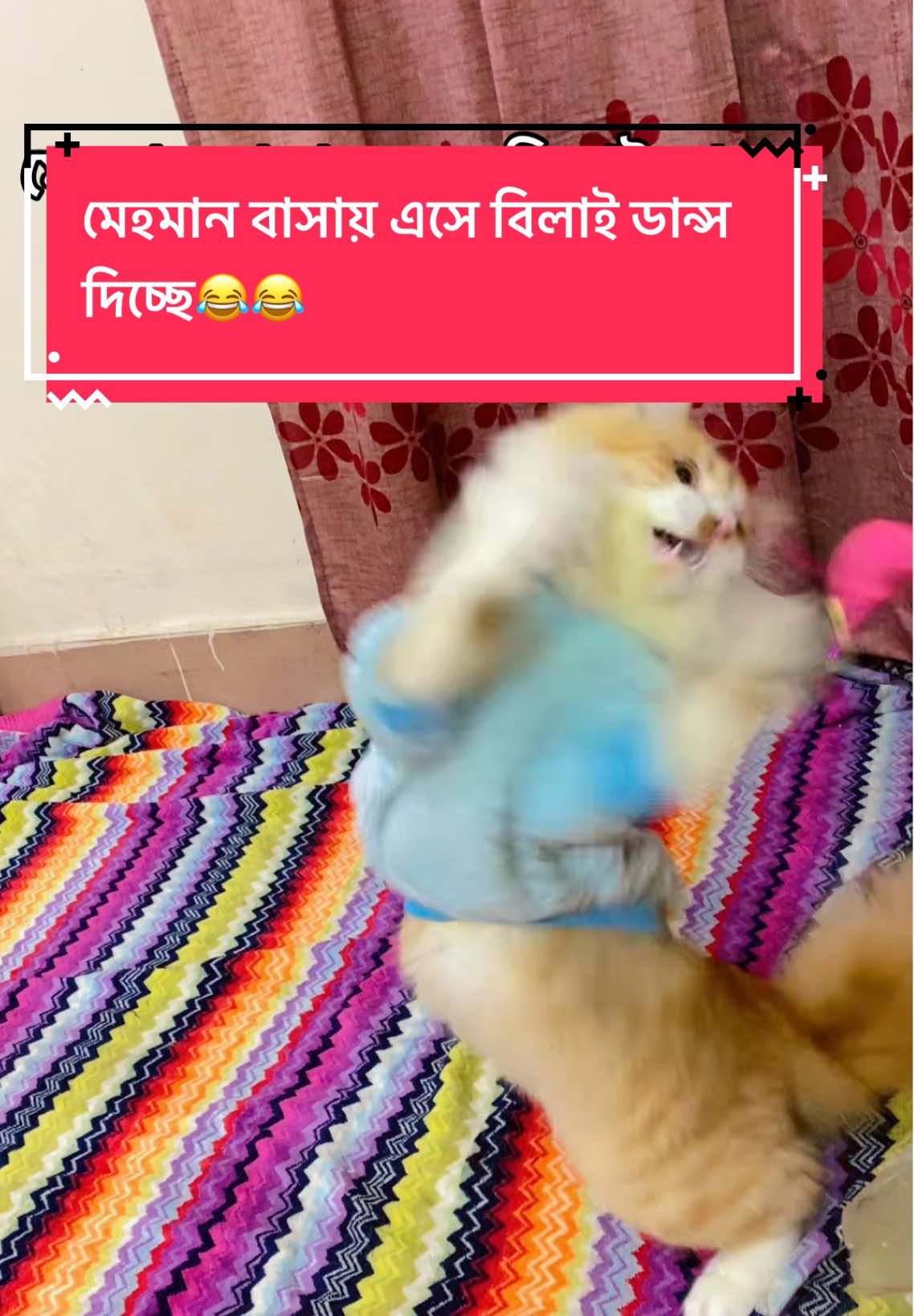 #foryou #foryoupage #catsoftikt #catloversindonesia #foryoupage #unfezze_my_account_please #fy #fyppppppppppppppppppppppp #trending?song🔥fyp📣foryou #trendingsong #catslovers #fyp #fypシ゚viral🖤tiktok #foryoupage #fypage #trending?song🔥fyp 