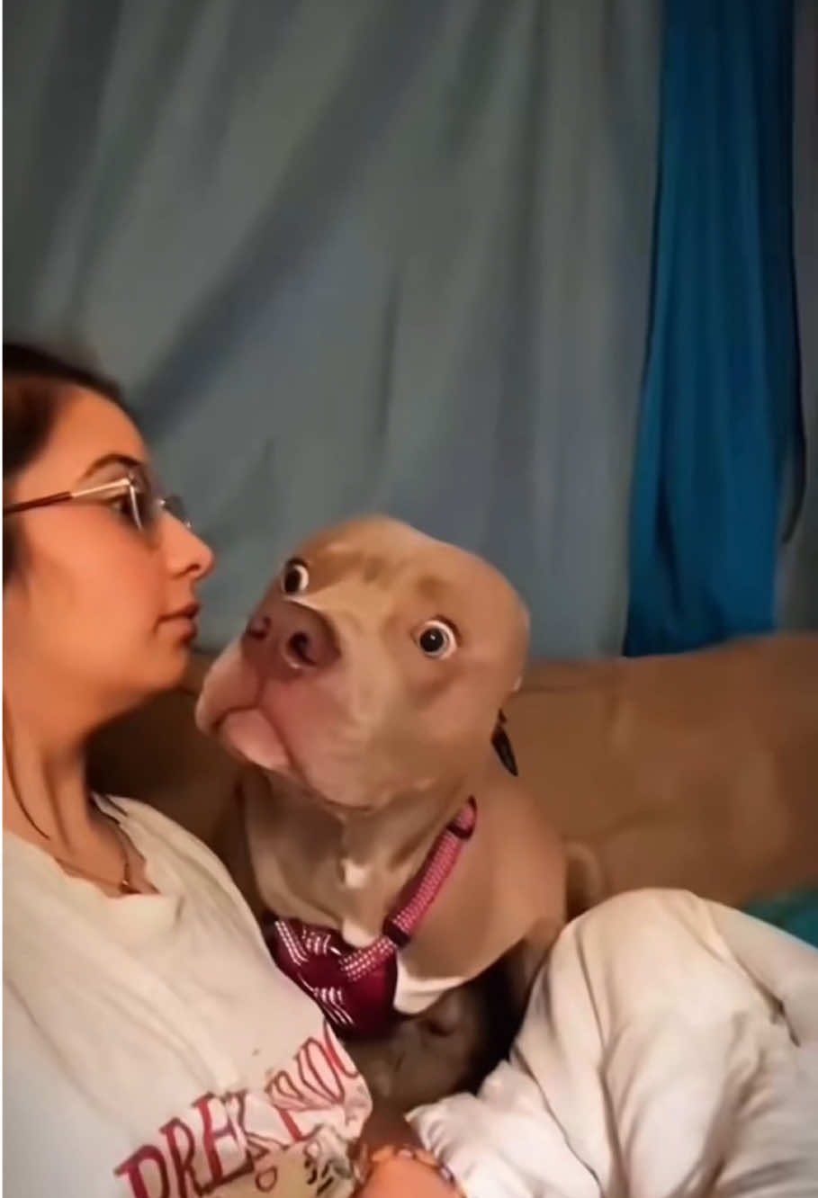 How dogs react when shocked#dogsoftiktok #funny #dog 