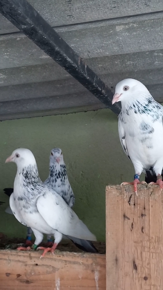 #KRISHLOFT #pigeonlovers #indianpigeons #trending #viral #tiktok #0779144758 #♥️♥️♥️♥️♥️♥️♥️♥️♥️♥️♥️♥️ 