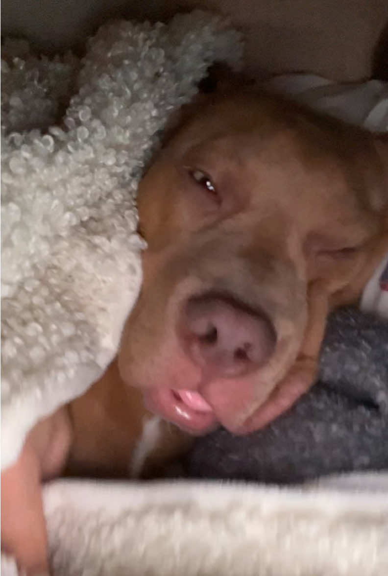 Guys pls is he broken?#fyp #pitbull #pitbullsoftiktok #puppy 