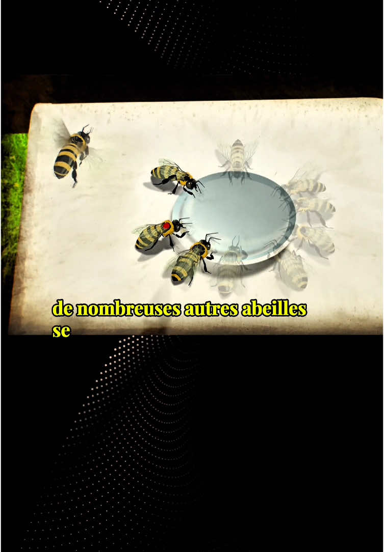 Qui savait que les abeilles communiquer en densant ? Voici la decouverte de Von Frisch. #abeille #science #decouverte #documentaire 