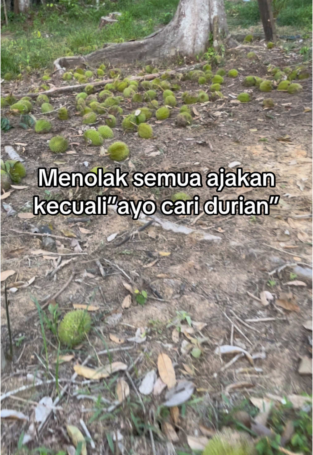 Kalo cari durian gas!! #durian #fyp 