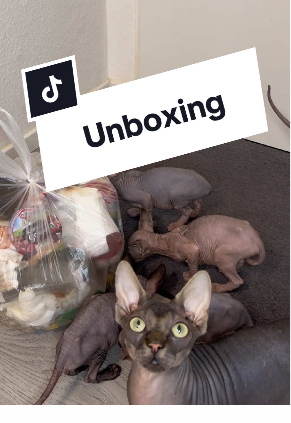 They turn it into a family thing 😃 #cats #sphynx #catsoftiktok #catowner #fyp #viral 