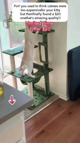 If you can go out for two drinks you can buy your cats this tree!! So affordable ❤️❤️❤️✨