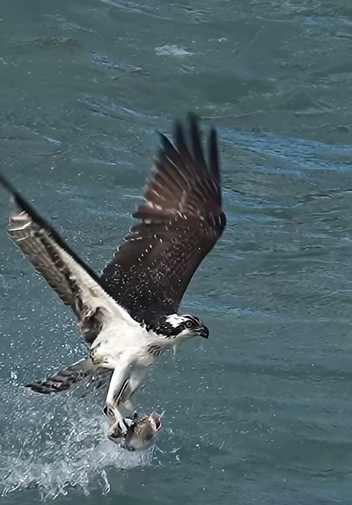 Sometimes all you have to do is ask. While leading a recent workshop and helping a few photographers capture awesome photos, I said, “Okay, Osprey, we want you to come out of the water with a fish who is eating a fish! That would be awesome.” Not 5 mins later, this happens. To make the moment even more shocking, the fish eating the fish is a type of Stargazer. Why is that shocking, you ask? Stargazers have an organ on the back of their head that can deliver up to 50 volts of electricity! Who needs solar when we can harness the power of the amazing stargazer!! Oh yeah, that shocking organ is shrouded in venomous spines too, making this fish quite the toxic catch! 