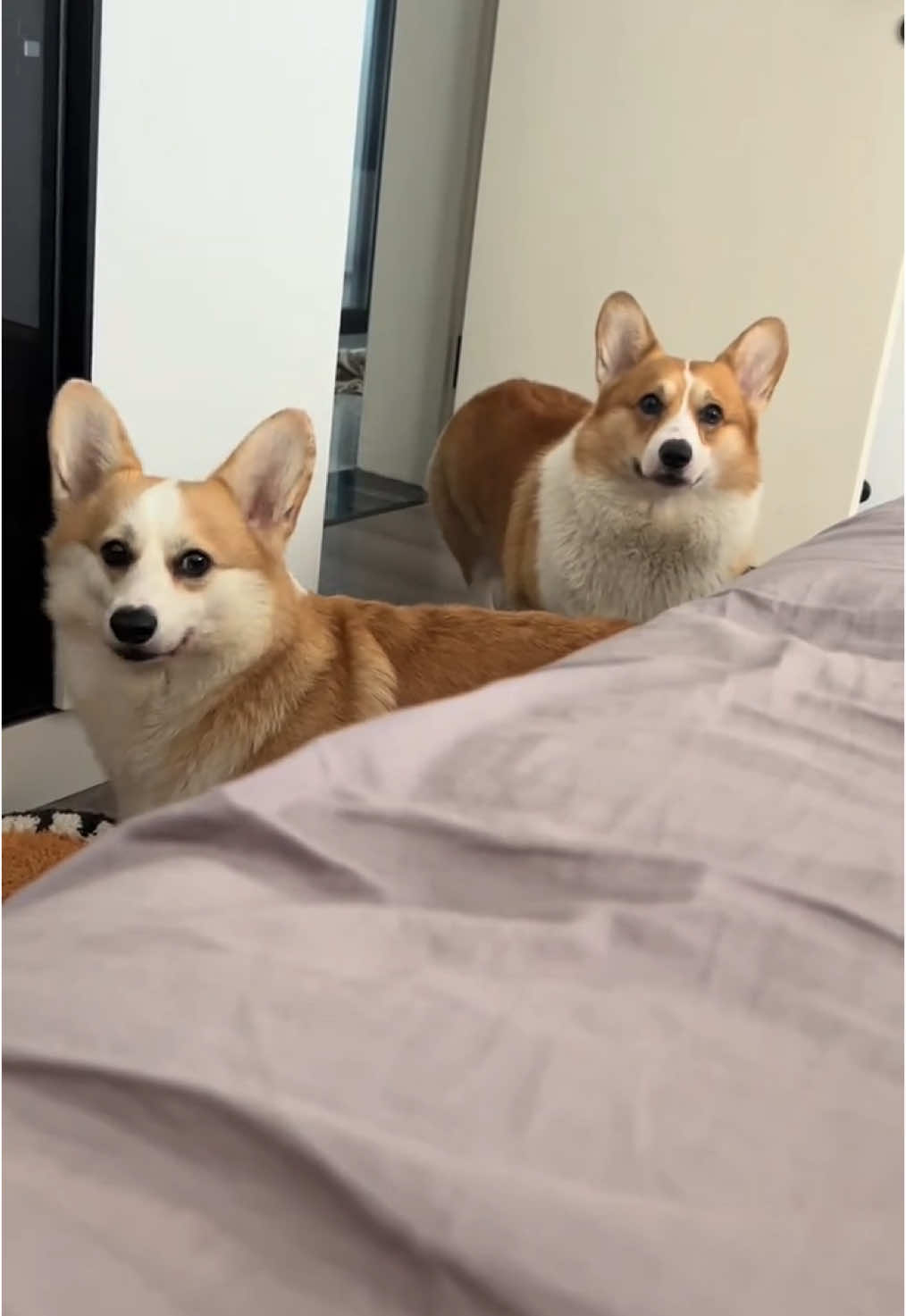 Chỉ mong những báo con này ở bên mình mãi thôi...❤️ #corgidaobu #corgi #viral #haihuoc #thucung #vuinhon #pet #chomeo #dog #xuhuong #dethuong 