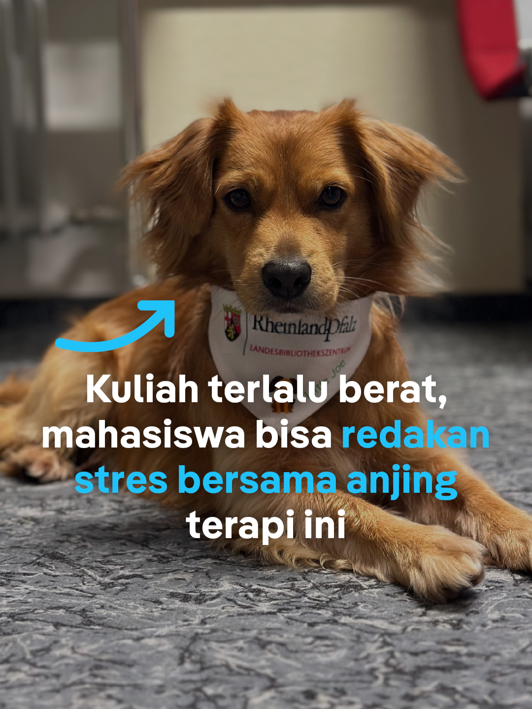 Apa yang kamu lakukan untuk mengatasi stres? Ketika beban kuliah di kampus menjadi terlalu berat, para mahasiswa kini bisa beristirahat sejenak bersama anjing terapi Little Joe.  Ayo kenalan dengan anjing yang membantu ringankan stres mahasiswa lewat pelukan. /via @dw.stories #dwstories #dwnesia