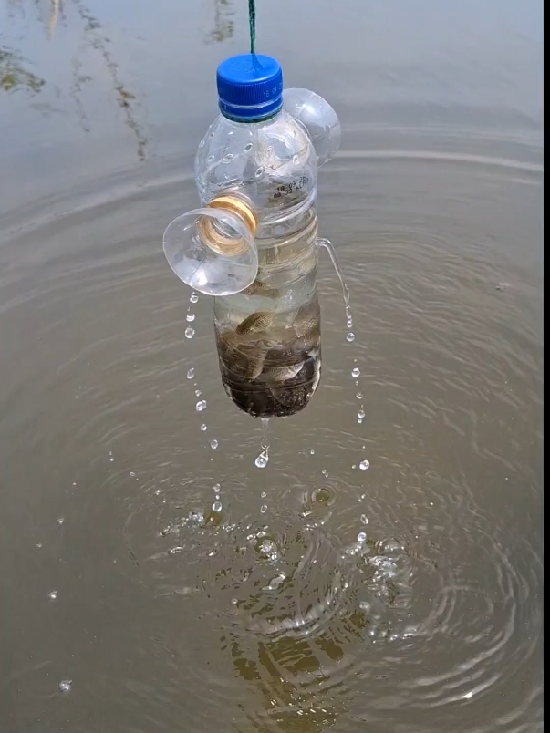 perangkap botol untuk menangkap ikan#menangkapikan#fyp 