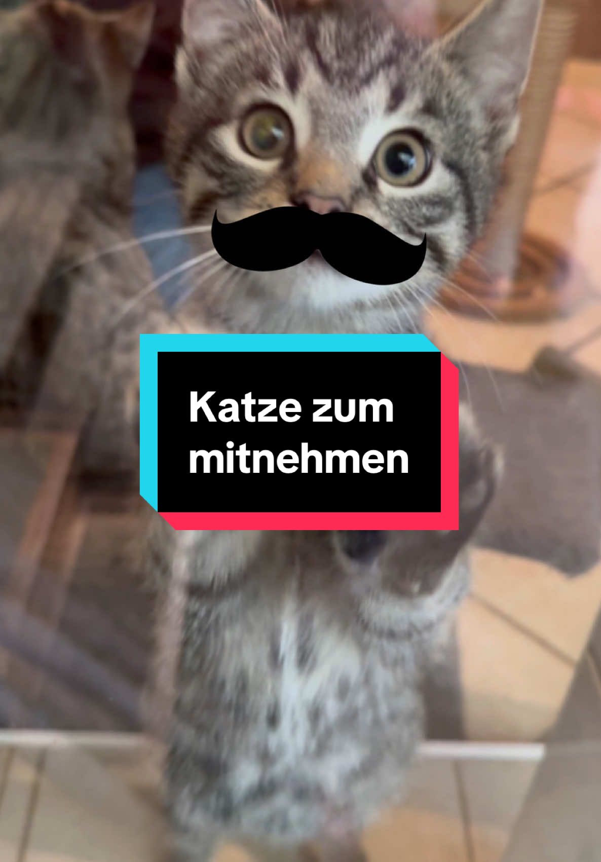 Keiner will den Hundi ! Es gibt sie! Elende, von der Gesellschaft vergessene Lebewesen! Aber hier soll's nicht um mich gehen. #humor#witzigniedlich#cute#trending#lol#spass#funnyreel#funnymeme#wtf#compilation#viral#katzen#catlove#dadjokes#dad