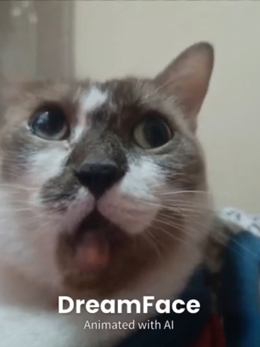 แม่สาวน้อย 😂😂 เล่นหูเล่นตาเก่ง #ตาลศรี #สวนสัตว์tiktok #อดีตเคยจร #cat #catsoftiktok  Get yours @DreamFace AI and #Dreamface for a chance to win $1000! @dreamface_ai 