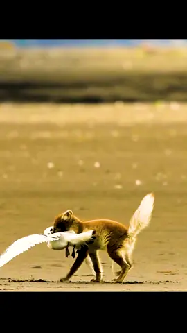 #animalsworld #wildlife #foryoupage❤️❤️ #amazinganimalsworld 