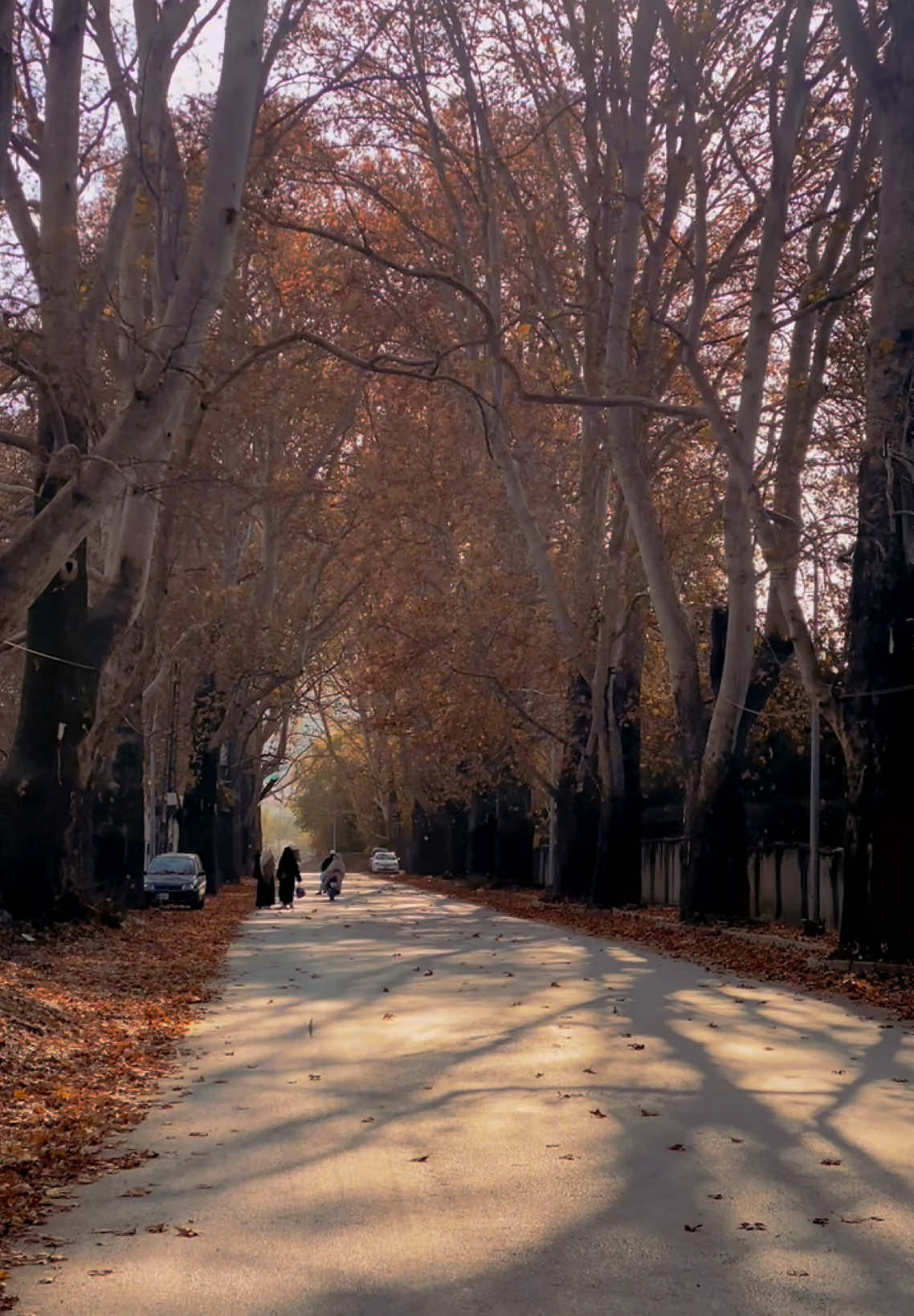 There's something really romantic about autumn sunsets, isn't there? It's so cozy, everything is glowing in orange, red and yellow tones. The leaves reflect the color of the sunset. The gold of the leaves becomes even more golden. . . . #abbottabad #kpk #pakistan #qoutes #Love #hope #nature #explore #peace #travel 