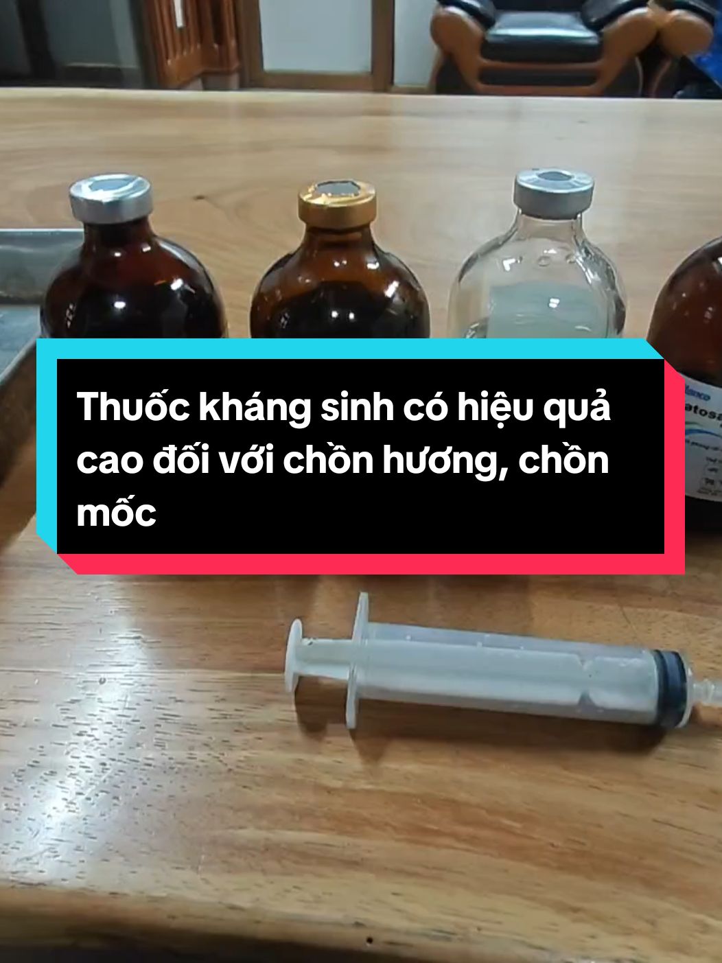 Thuốc nào hợp với chồn hương,  chồn mốc và mang lại hiệu quả cao #cayhuongbapi #chonhuong 