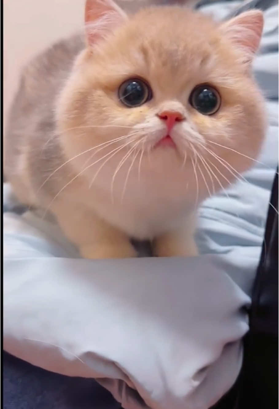 Cute kitties🥰🥰 #little_kitty #furrific_pets #kittycat #cutecat #kittiesoftiktok 