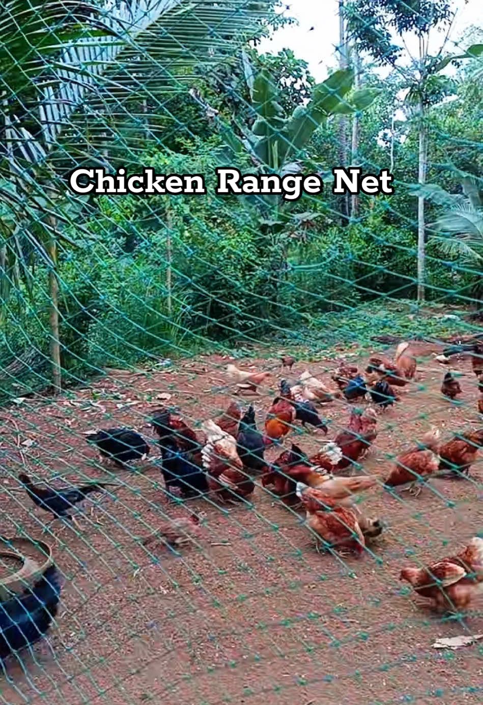 Chicken Range net by Meter #rangenet #chickennet #poultrynet #farmnet #chickenfarm #farmlife #poultry #rangingnet 