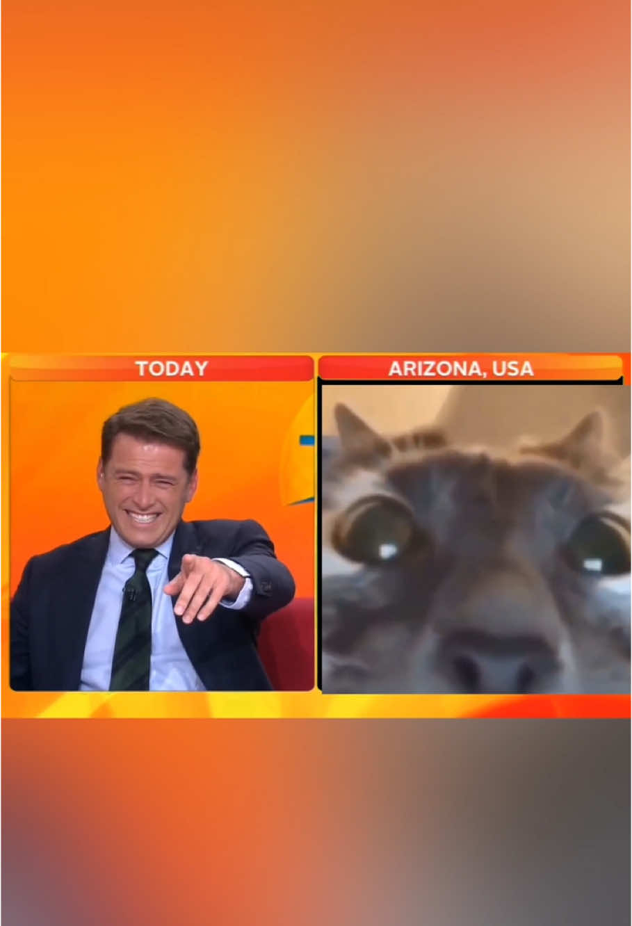 Cat appears in news interview  #cat #cats #cutecat #catlover #catsoftiktok #fyp #fypシ #foryou #foryoupage #funny #funnycat #funnyvideos #funnyanimals #funnytiktok #kitty