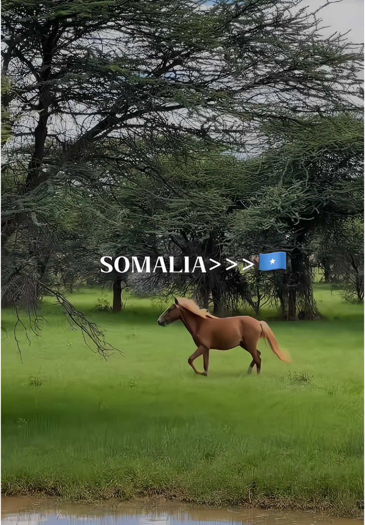 “Somalia is a rich land with natural beauty, abundant resources, and a deep history. It is a land whose people are resilient and hardworking, with captivating culture and traditions. Somalia is the mother of heroes and the light of the Horn of Africa.”#somalitiktok #capcut#africantiktok 