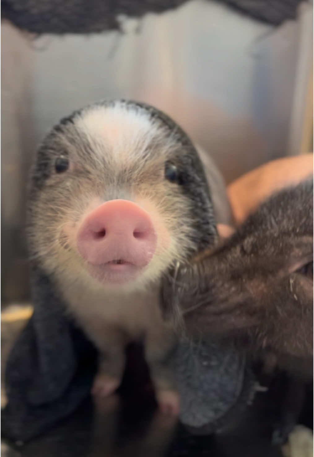 慣れないお風呂に戸惑うマイク😶 #pignic #マイクロブタ #micropig #fyp #pig #piggy #cute #アニマルカフェ #animals #小猪 