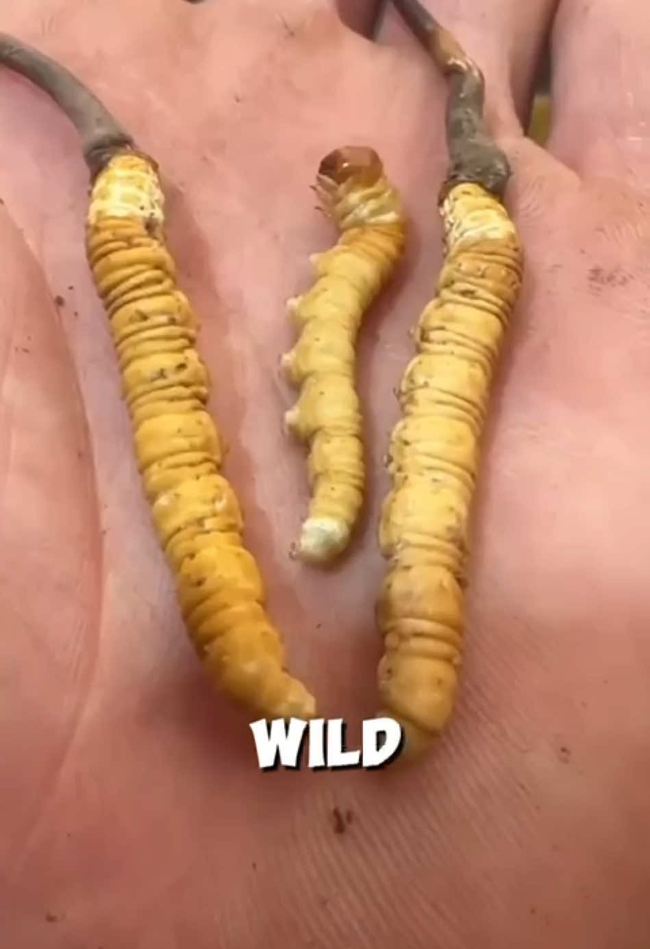 Harvested from the heights of the Himalayas 🏔️, Yarsagumba is nature’s rarest treasure 🌿. Known for boosting energy, immunity, and vitality 💪 —would you try this magical herb? ✨ #HimalayanGold #NaturalHealing #YarsagumbaMagic #WouldYouTryThis  #Yarsagumba #HimalayanGold #RareHerbs #HimalayanTreasure #NepaliHerbs #NaturalHealing #Nature’sGift #TraditionalMedicine #BoostYourHealth #ImmunityBooster #NaturalEnergy #HerbalMedicine #HealthyLiving #VitalityAndStrength #NaturalWellness #NepalPride #HimalayanSecrets #LuxuryHerbs #NepalExports #RareAndPrecious #PureHimalayas #HealingFromNature #AyurvedicHealing  #ExploreNepal #NatureLovers #StayHealthy #EcoFriendlyLiving #OrganicLifestyle #NepalBeauty 