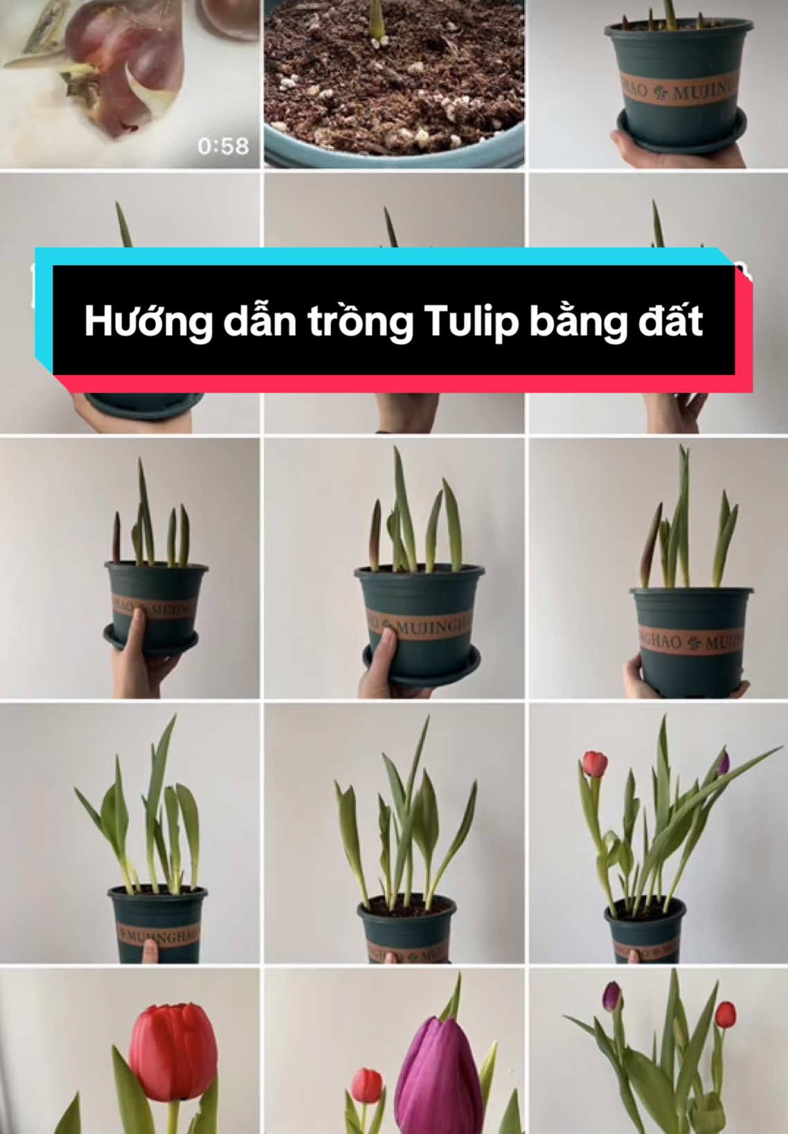 Chia sẻ cách trồng Tulip bằng đất #trồnghoatulip #tết2025 