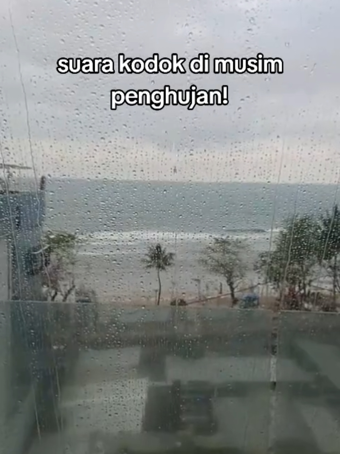 banyak kodok beraksi di musim hujan 😁😁